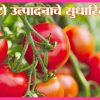 टोमॅटो उत्पादनाचे सुधारित तंत्र