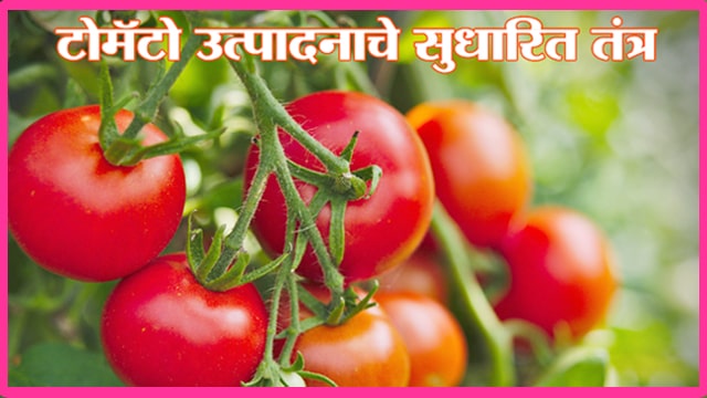 टोमॅटो उत्पादनाचे सुधारित तंत्र