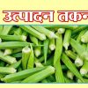 भिंडी उत्पादन तकनीक