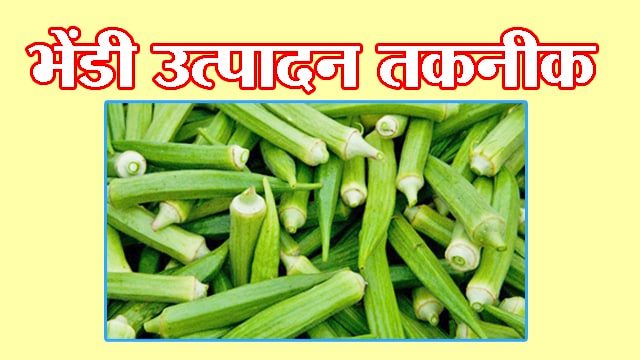 भिंडी उत्पादन तकनीक