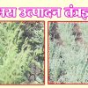 हरभरा उत्पादन तंत्रज्ञान