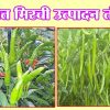 सुधारित मिरची उत्पादन तंत्रज्ञान
