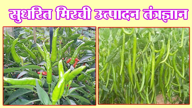 सुधारित मिरची उत्पादन तंत्रज्ञान