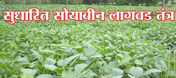 सुधारित सोयाबीन लागवड तंत्र