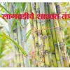 ऊस लागवडीचे शाश्वत तंत्रज्ञान