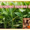 हळद उत्पादनाचे शास्त्रोक्त तंत्रज्ञान