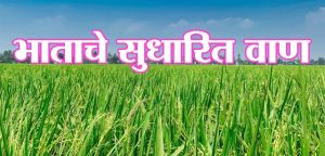 भाताचे सुधारित वाण