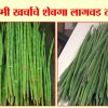 कमी खर्चाचे शेवगा लागवड तंत्र