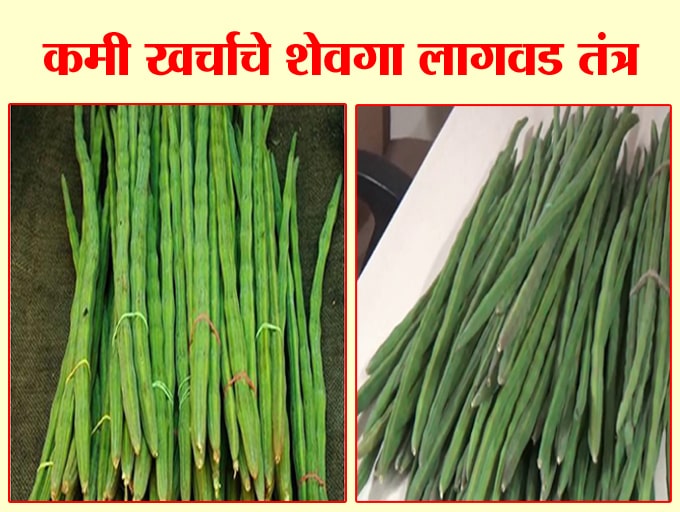 कमी खर्चाचे शेवगा लागवड तंत्र