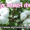 कापूस उत्पादन तंत्रज्ञान