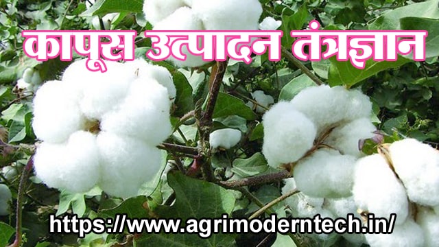 कापूस उत्पादन तंत्रज्ञान