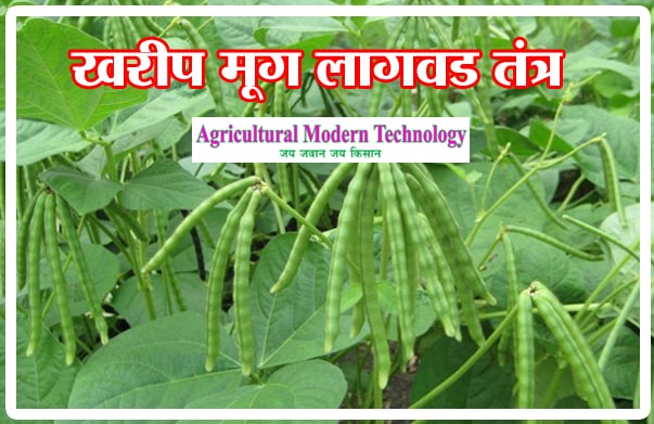 खरीप मूग लागवड तंत्र