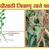 पीक वाढीसाठी जिवाणू खते फायदेशीर