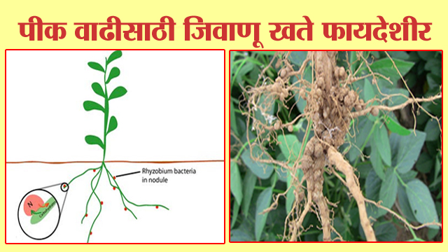 पीक वाढीसाठी जिवाणू खते फायदेशीर