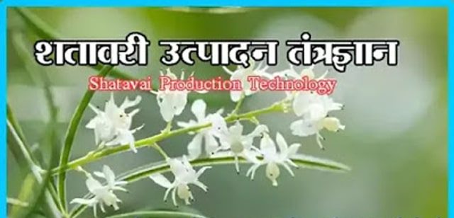 शतावरी उत्पादन तंत्रज्ञान