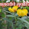 तूर लागवडीचे सुधारित तंत्र