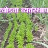 ऊस खोडवा व्यवस्थापन तंत्र