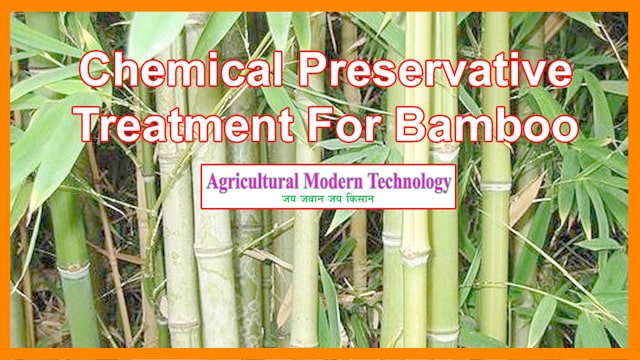 Chemical-Preservative Treatment For Bamboo