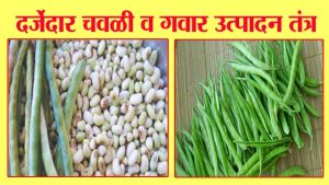 दर्जेदार चवळी व गवार उत्पादन तंत्र