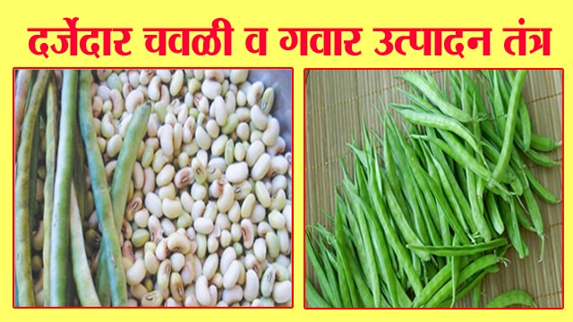 दर्जेदार चवळी व गवार उत्पादन तंत्र