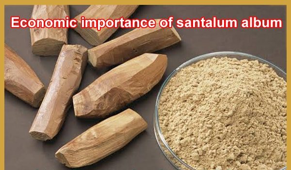 economic-importance-santalum-album