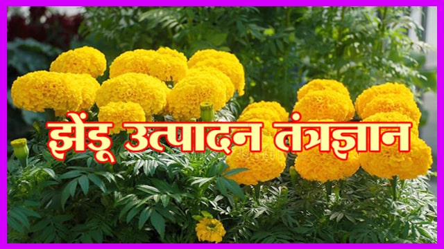 झेंडू उत्पादन तंत्रज्ञान