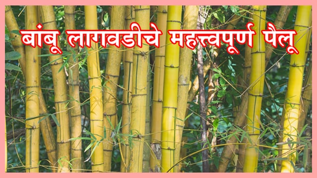बांबू लागवडीचे महत्त्वपूर्ण पैलू