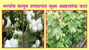 भरघोस कापूस उत्पादनात सूक्ष्म अन्नद्रव्यांचा वाटा