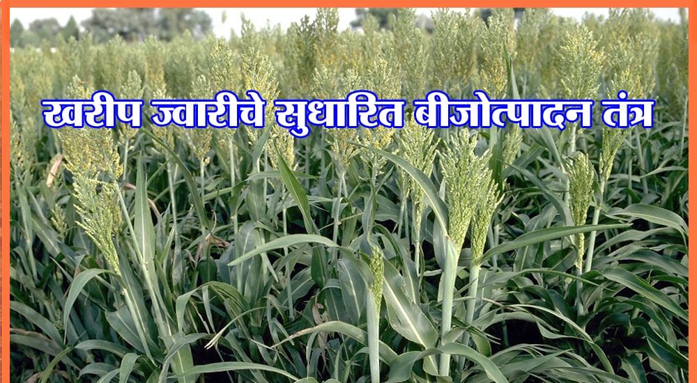 खरीप ज्‍वारीचे सुधारित बीजोत्पादन तंत्र