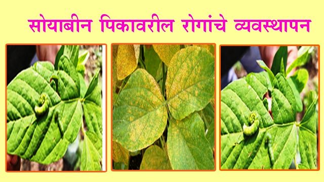 सोयाबीन पिकावरील रोगांचे व्यवस्थापन