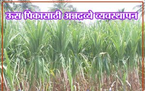 ऊस पिकासाठी अन्नद्रव्ये व्यवस्थापन