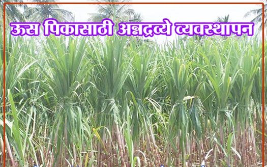 ऊस पिकासाठी अन्नद्रव्ये व्यवस्थापन