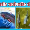 फायदेशीर बायोफ्लॉक तंत्रज्ञान