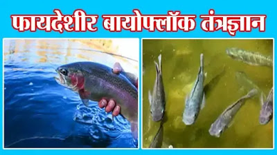 फायदेशीर बायोफ्लॉक तंत्रज्ञान