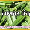 भेंडी लागवड तंत्रज्ञान