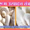मशरूम उत्पादन तंत्रज्ञान