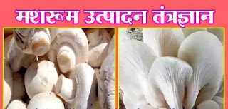 मशरूम उत्पादन तंत्रज्ञान