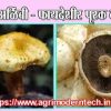 धिंगरी अळिंबी - फायदेशीर पूरक व्यवसाय
