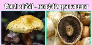 धिंगरी अळिंबी - फायदेशीर पूरक व्यवसाय