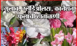 गुलाब, ग्लॅडिओलस व कार्नेशन फुलांची हाताळणी