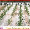 पीक उत्पादनात आच्छादन फायदेशीर