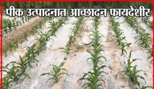 पीक उत्पादनात आच्छादन फायदेशीर
