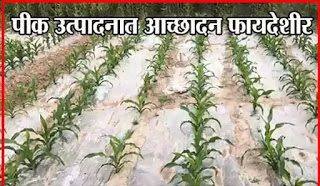 पीक उत्पादनात आच्छादन फायदेशीर
