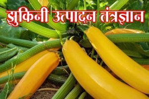 झुकिनी उत्पादन तंत्रज्ञान