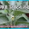 अश्वगंधा उत्पादन तंत्रज्ञान