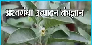 अश्वगंधा उत्पादन तंत्रज्ञान