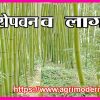 बांबू रोपवन व लागवड