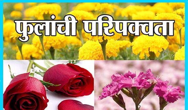 फुलांची परिपक्वता