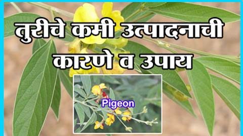 तुरीचे कमी उत्पादनाची कारणे व उपाय