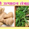 आले उत्पादन तंत्रज्ञान
